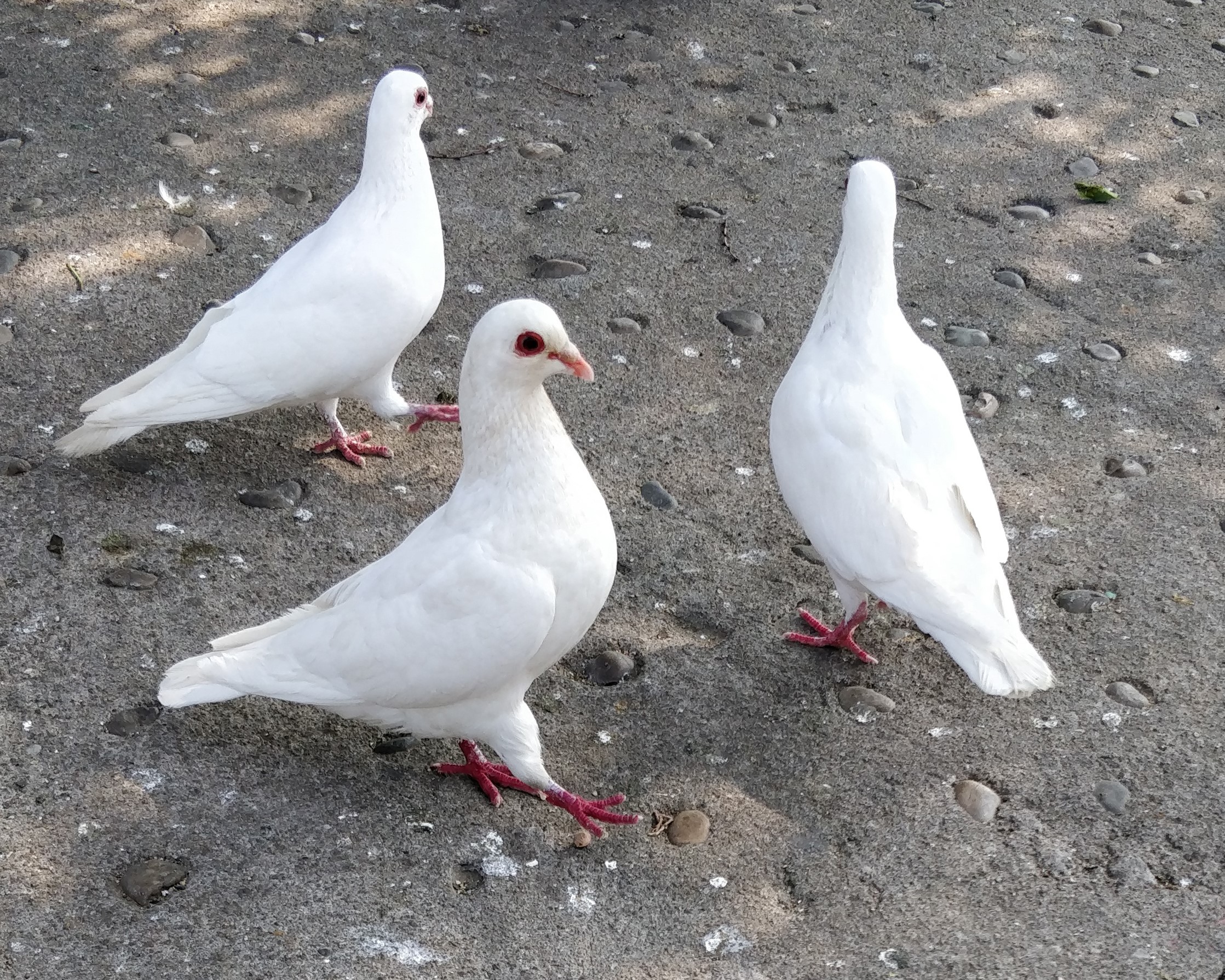 鳥(體表被覆羽毛的卵生脊椎動物)