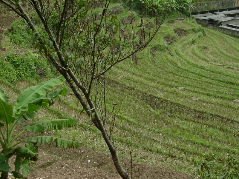 村中田園