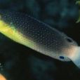 黃胸鸚鯛