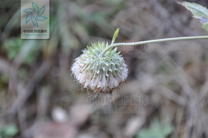 三角葉風毛菊花序