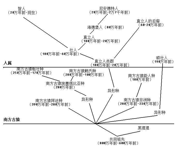 人科動物一種可能的種系發生(僅供參考)