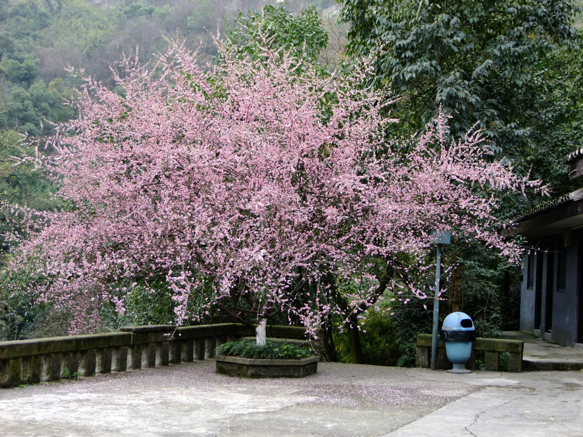 紅岩櫻花園