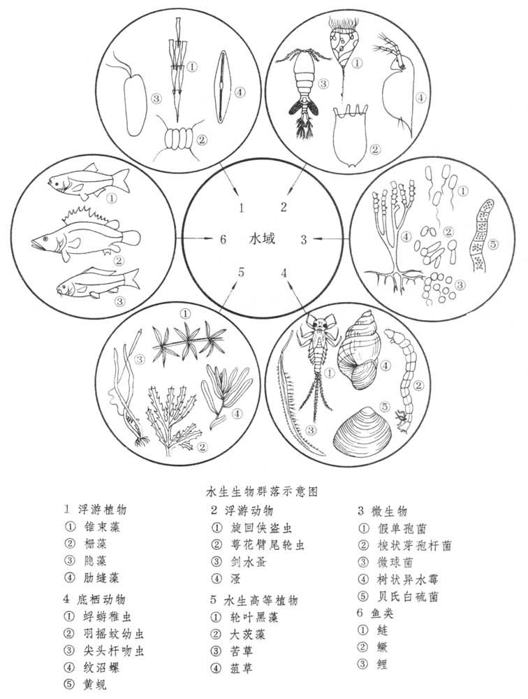 水生生物群落結構