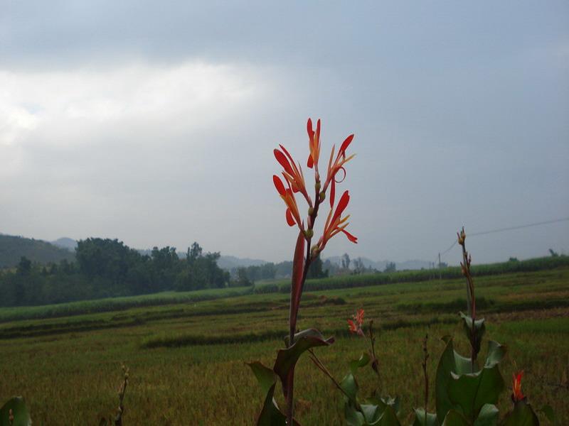 賀回村