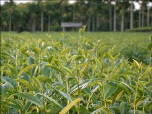 松柏長青茶園