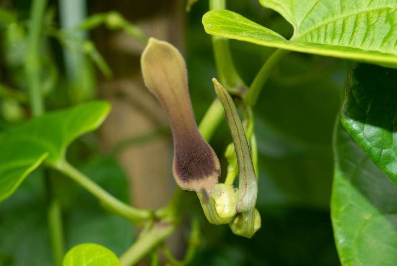 耳葉馬兜鈴(馬兜鈴科馬兜鈴屬植物)