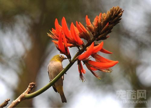 刺桐花