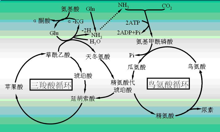 精氨酸(鹽酸精氨酸)