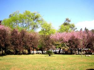 金殿國家森林公園