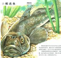 側線厚唇鰕虎魚