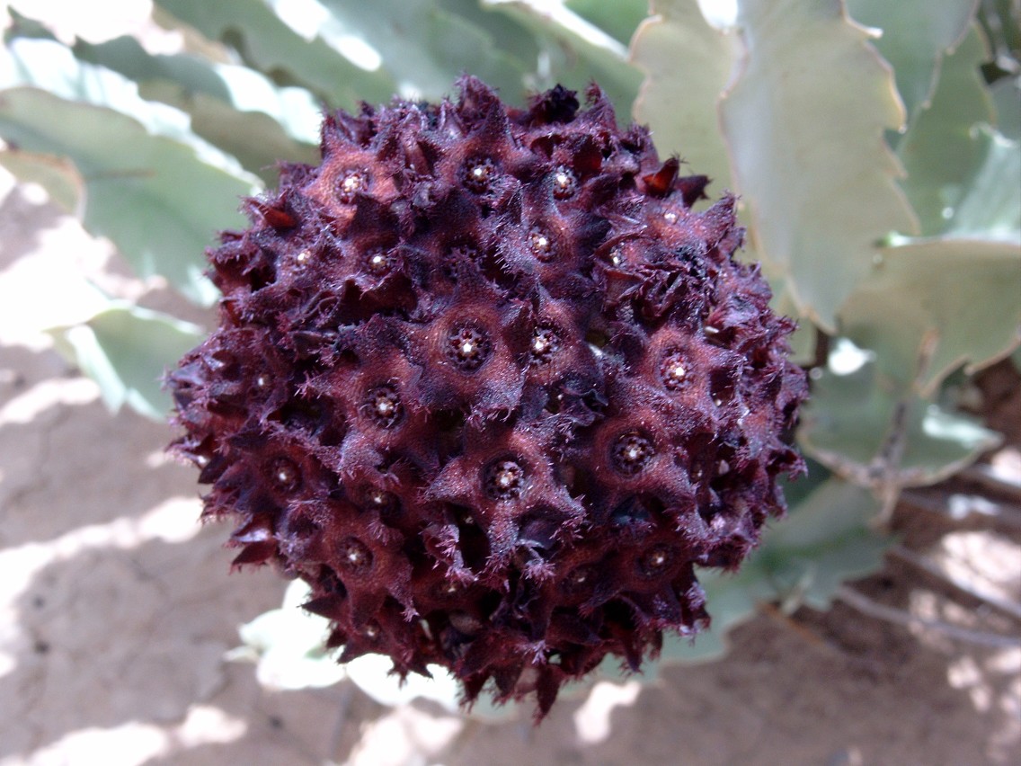 Caralluma_acutangula