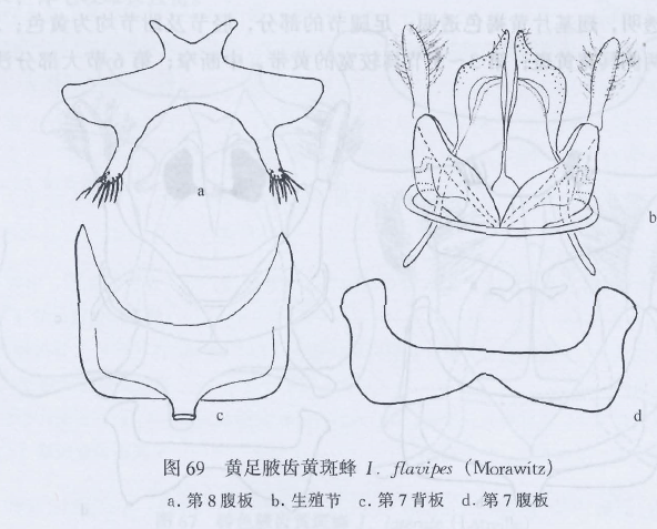 黃足腋齒黃斑蜂