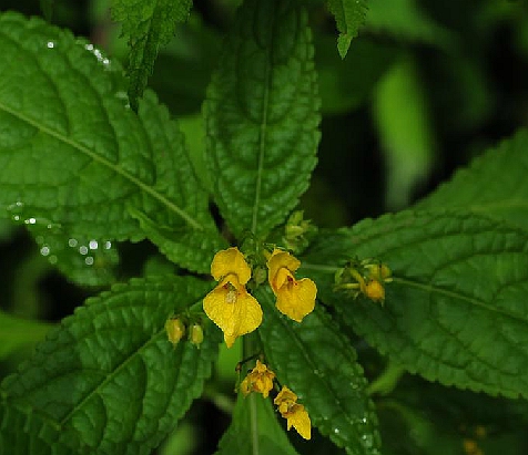 疏花鳳仙花