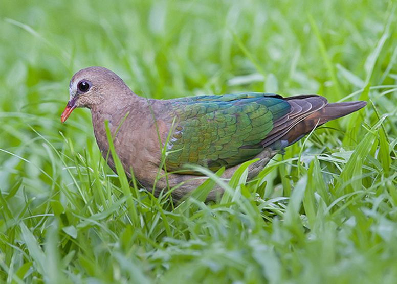 綠背金鳩紐幾內亞亞種