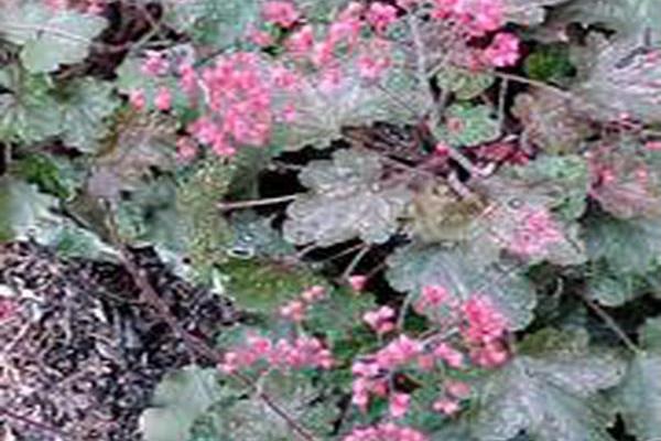 Heuchera \x27Cherries Jubilee\x27