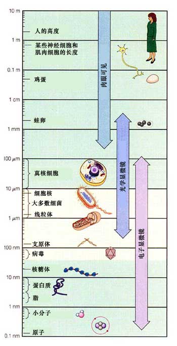 細胞體積守恆定律