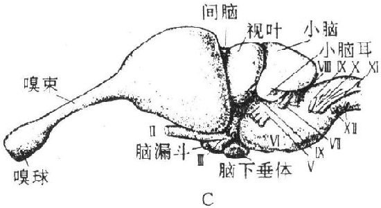 新腦皮灰質