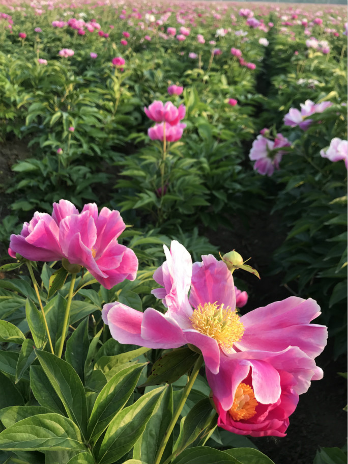 芍藥花田