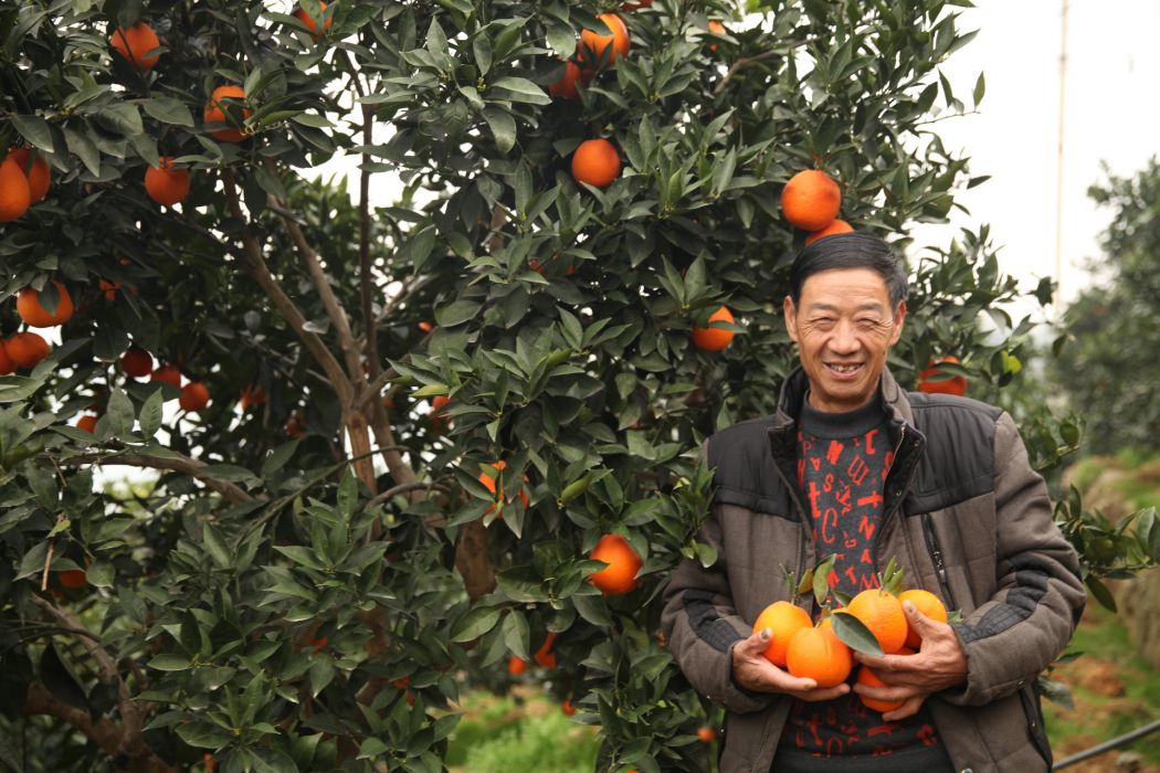 好橙人家