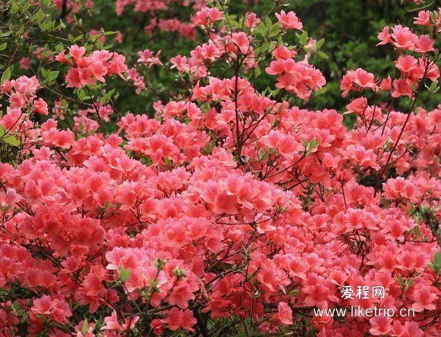 紅線杜鵑（變種）