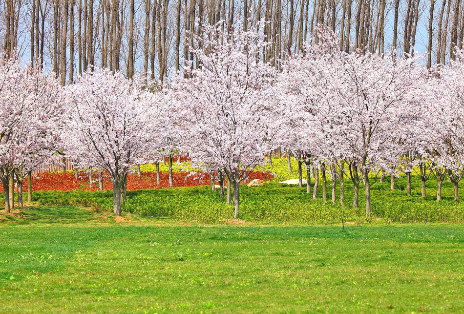 櫻花園