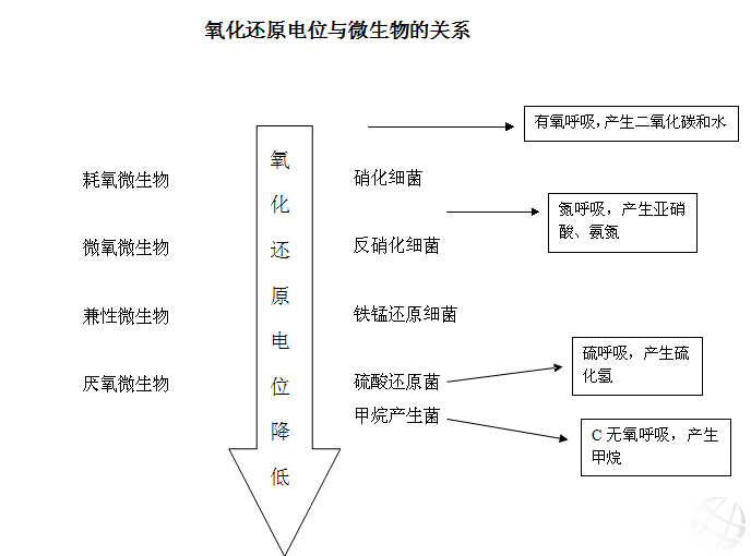 生物微電位