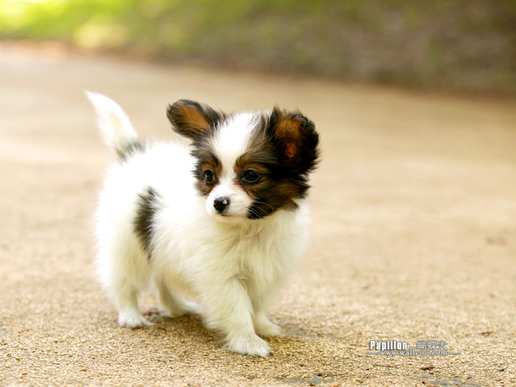 恐犬類動物