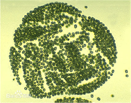 單細胞生物