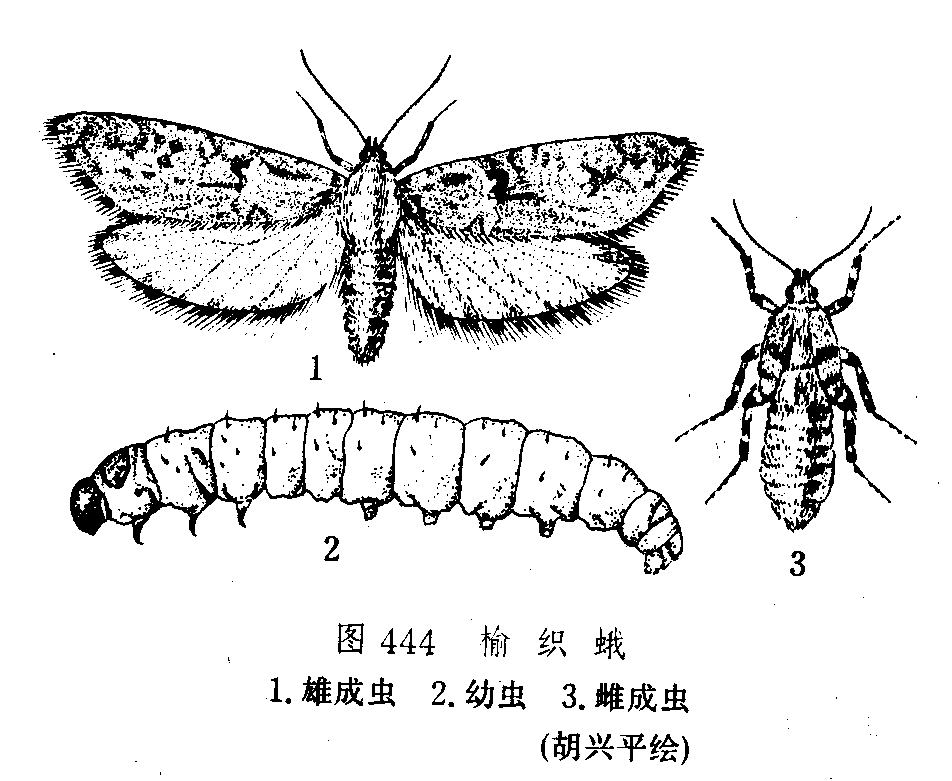 榆毒蛾嗜寄蠅