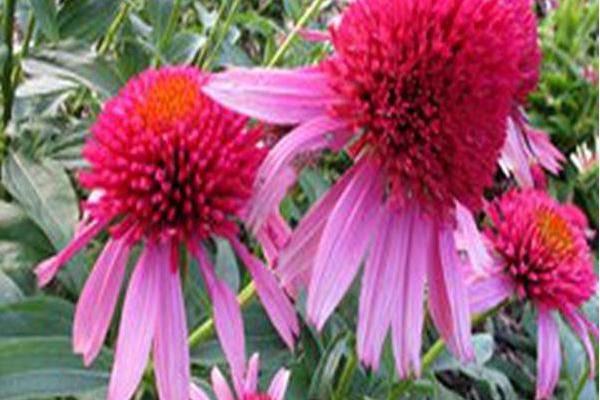 Echinacea \x27Balscblum\x27 DOUBLE SCOOP BUBBLE GUM