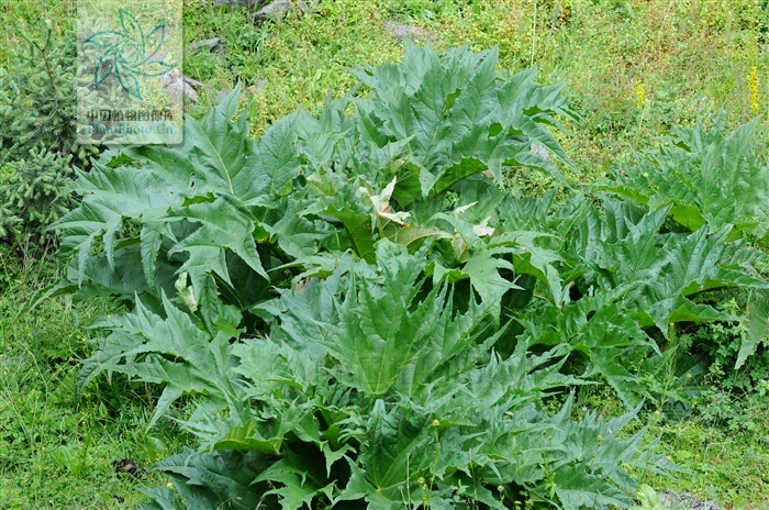 蓼科植物掌葉大黃