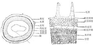 水蔓菁橫切面