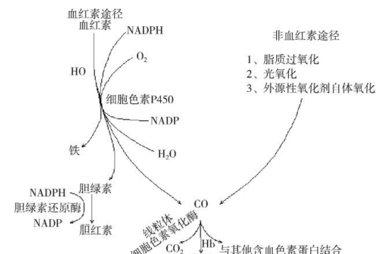 呼氣末一氧化碳