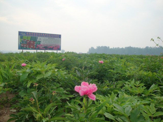 十二里村藥材種植基地