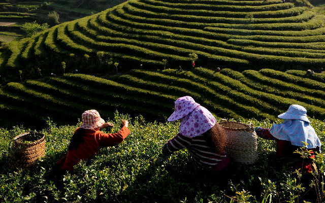 壽寧高山茶