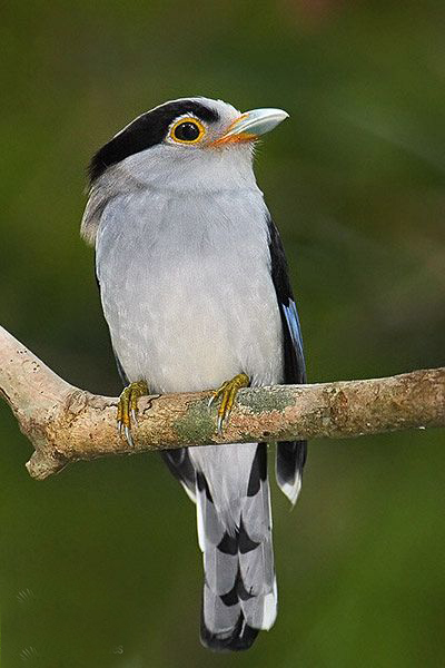 馬來銀胸絲冠鳥(圖3)