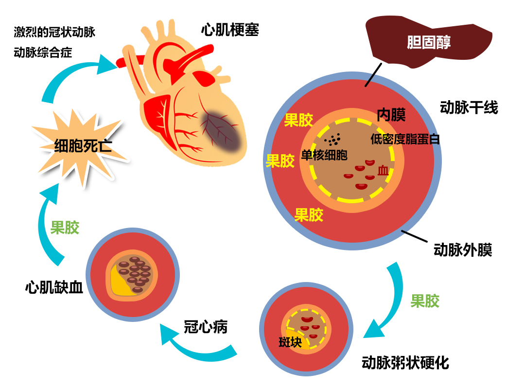 小分子果膠