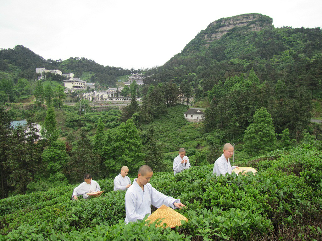 天台禪茶