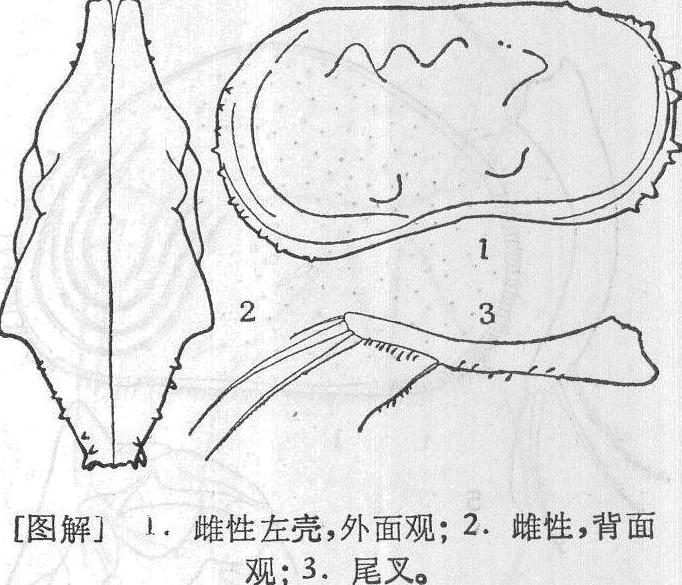 角突泥介蟲