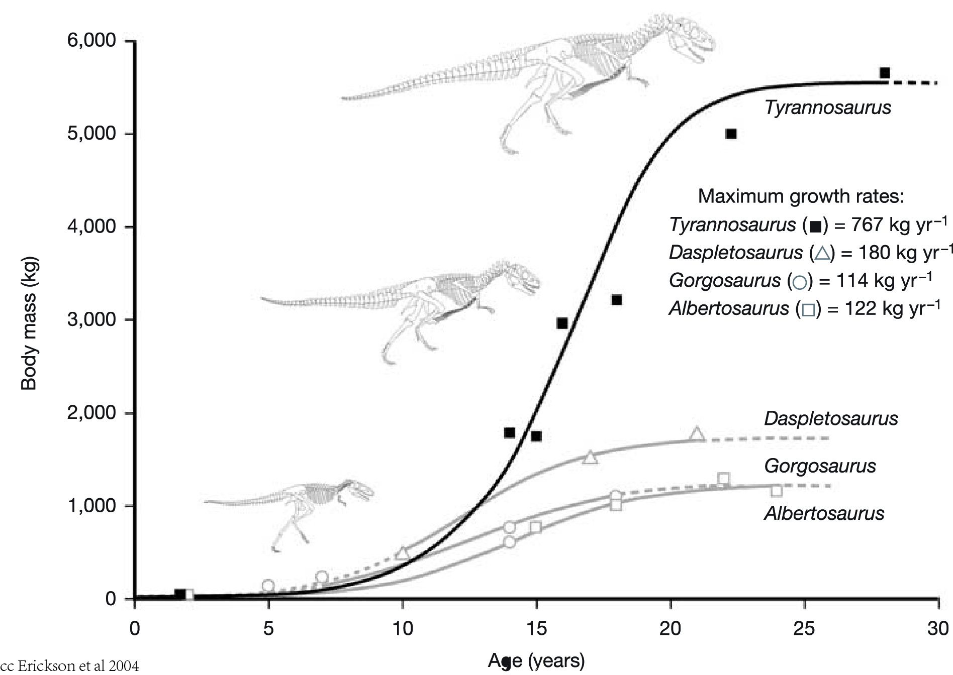 霸王龍(Tyrannosaurus)