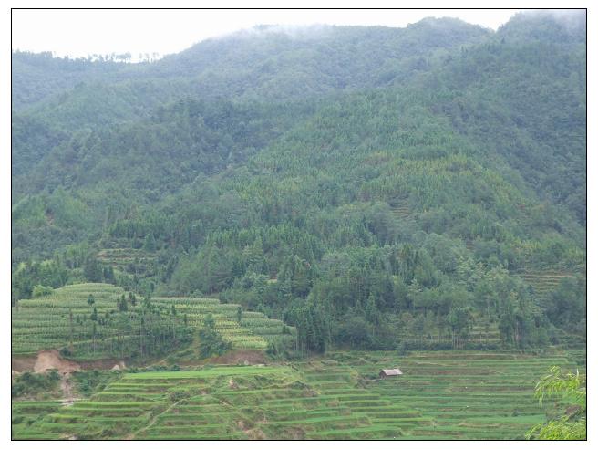 窩子寨村(雲南保山市龍陵縣龍新鄉下轄村)