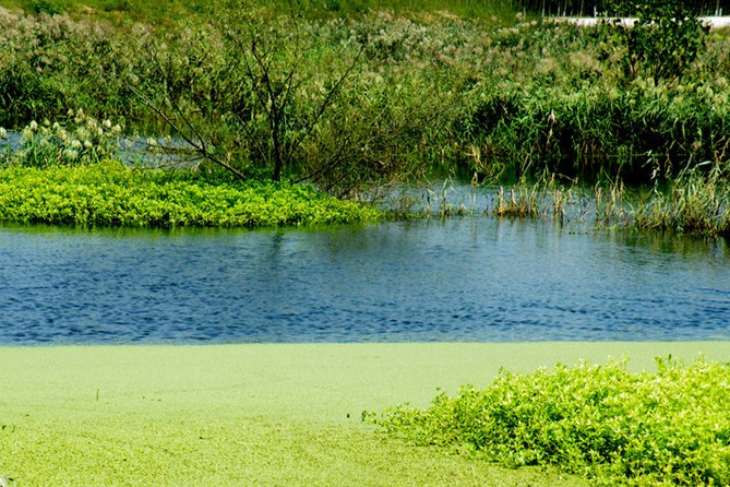 蘭陵濕地公園