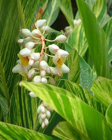 花葉艷山姜