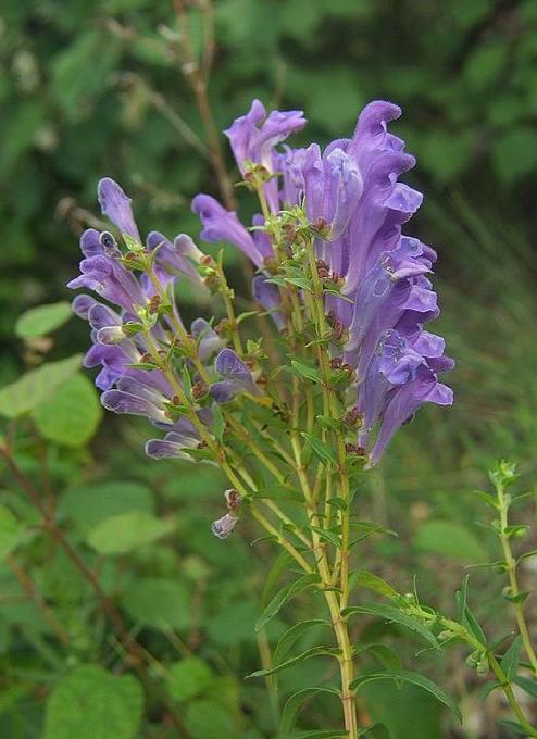 天全黃芩