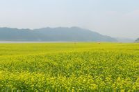 油菜花基地