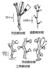 藪枝螅