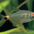 頭尾燈魚(燈籠魚（燈籠魚科魚類）)