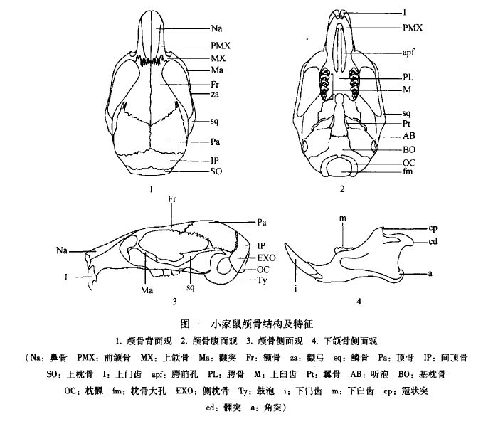 小家鼠