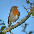 知更鳥(知更雀（鳥類名稱）)