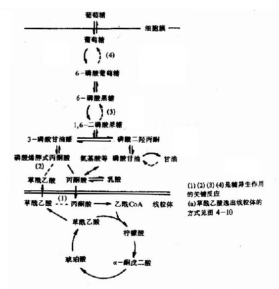 糖新生